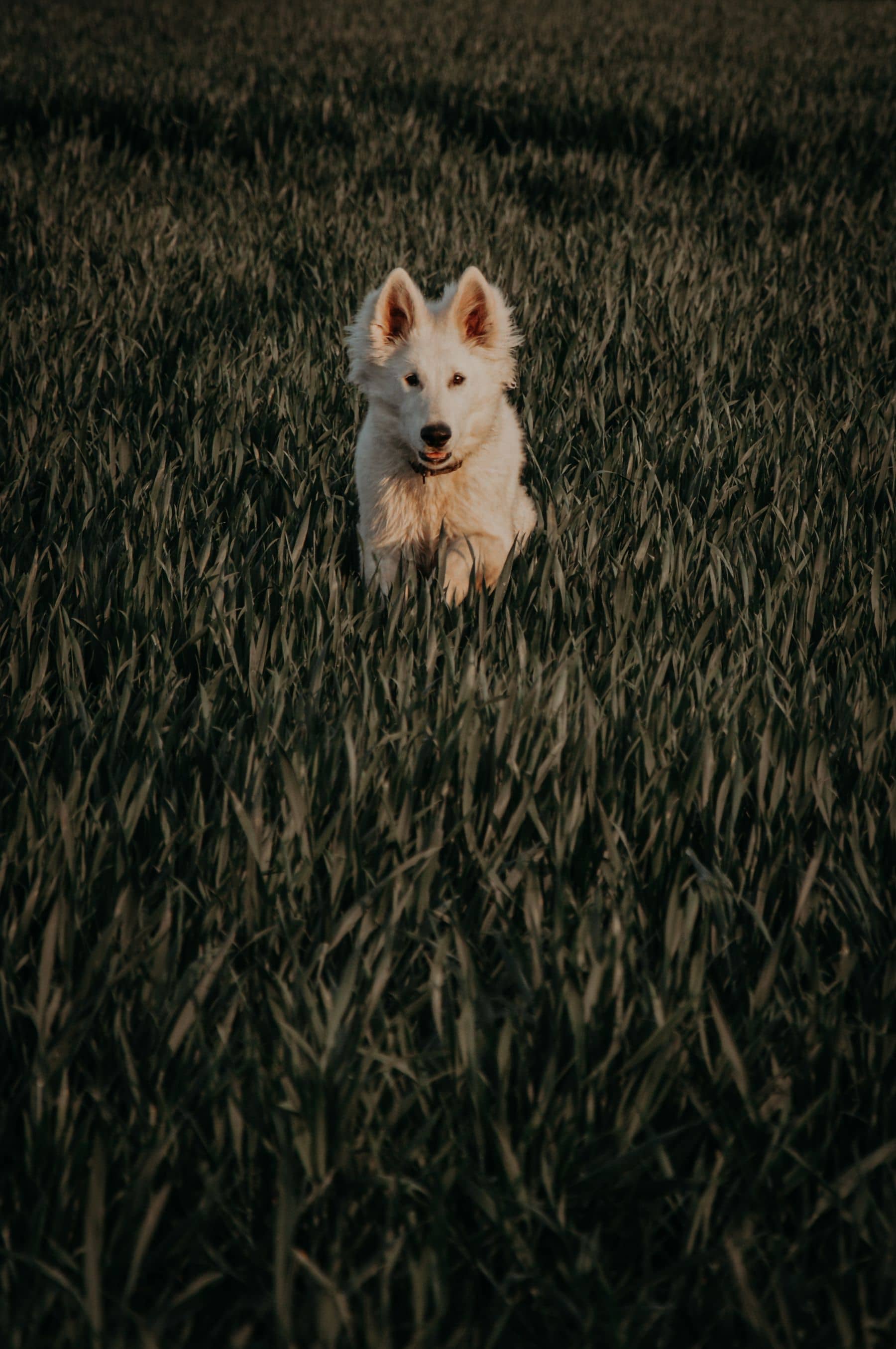 Heller Hund steht am Abend in einem hohen Feld