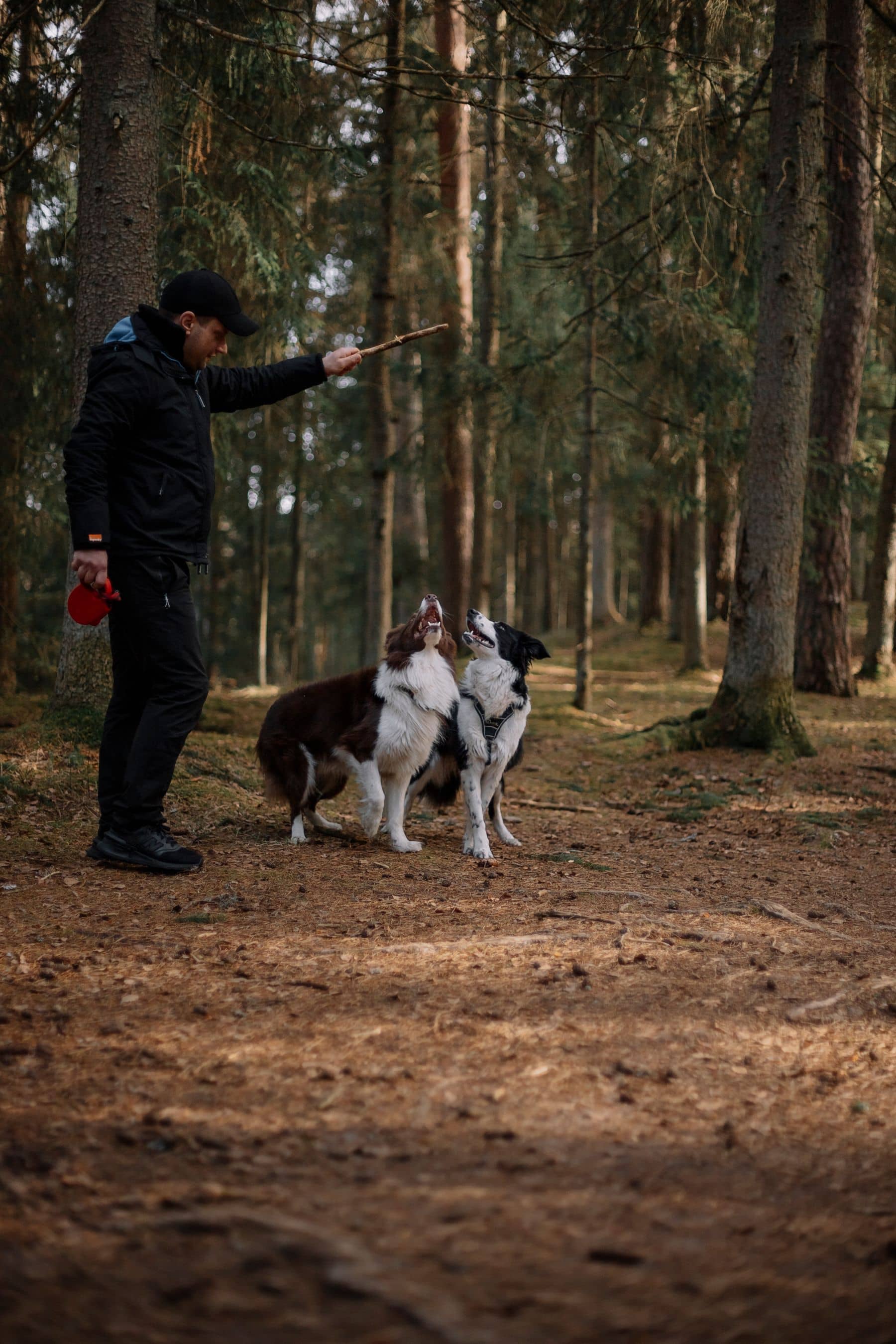 Betreuer arbeitet konzentriert mit zwei Hunden im Wald