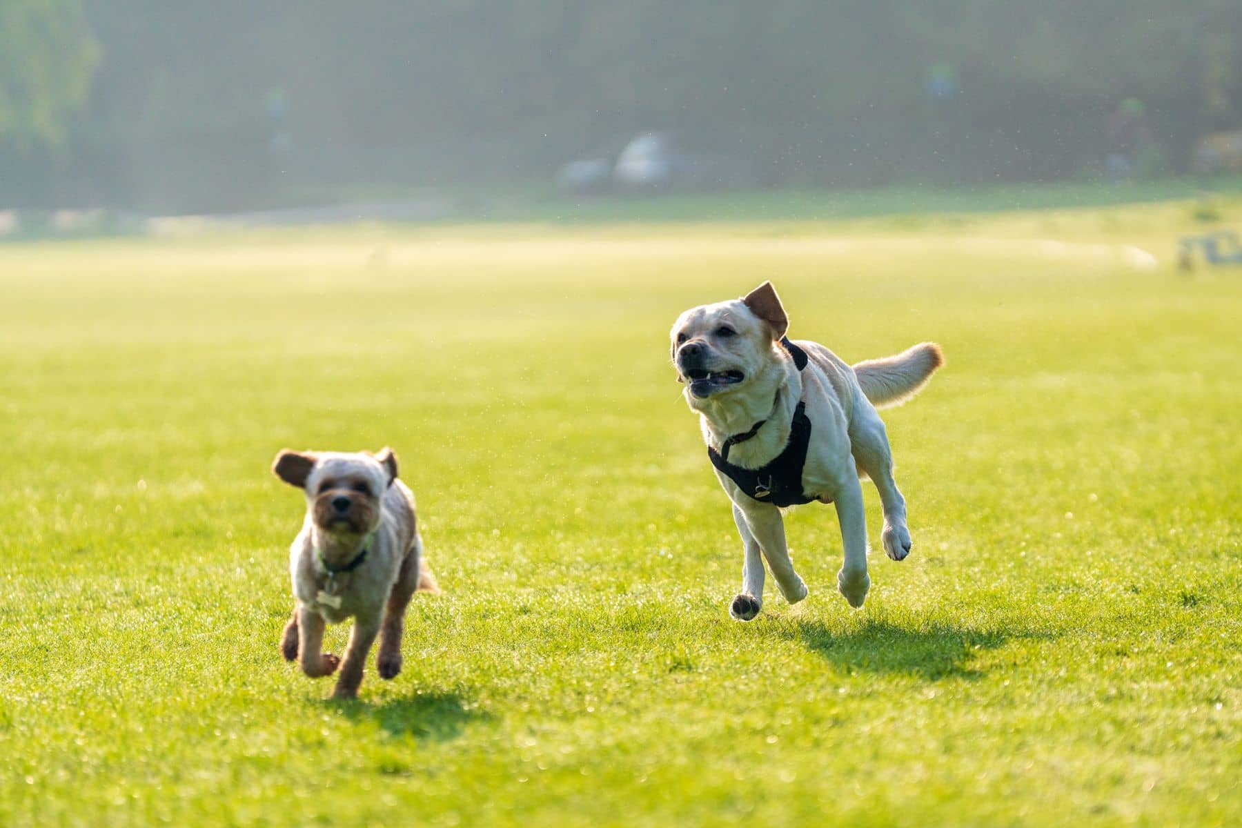 Zwei Hunde rennen ausgelassen über eine sonnige Wiese