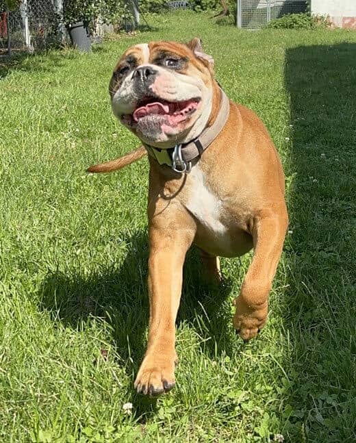 Bulldogge im Lauf über die Wiese