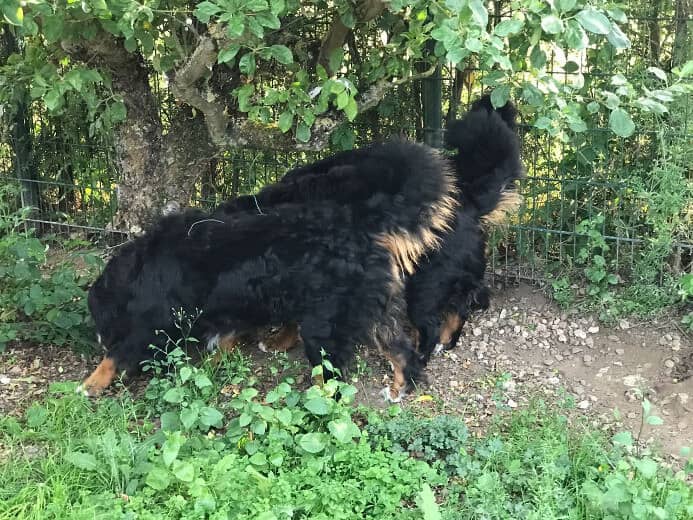 Hund erkundet das begrünte Gelände