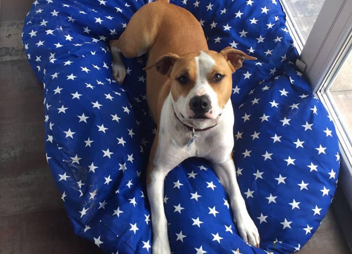 Zwei Hunde auf einem gemeinsamen Kissen