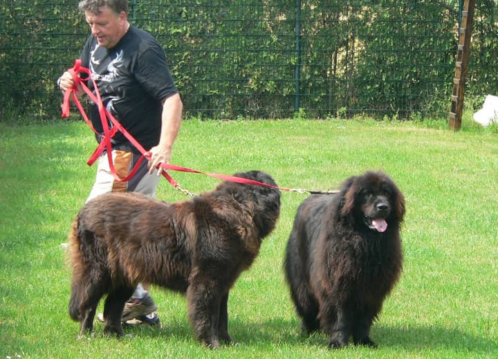 Zwei Neufundländer auf der Wiese