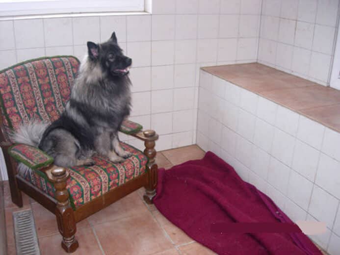 Hund auf einem Sessel im Innenbereich