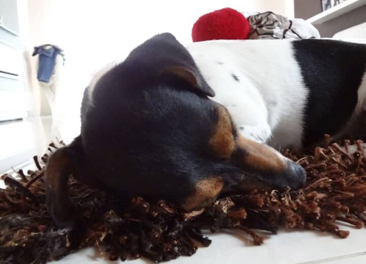 Schlafender Hund auf seinem Platz