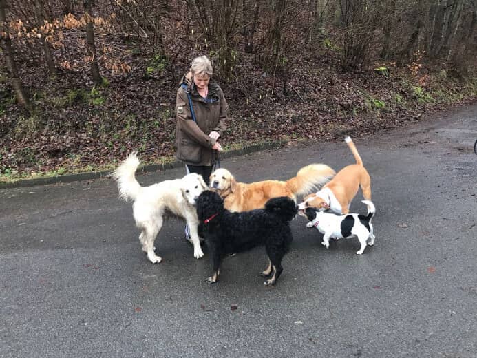 Spaziergang mit mehreren Hunden