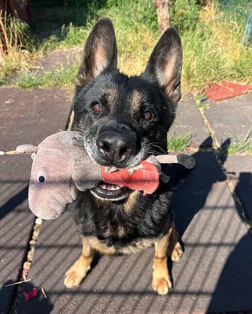 Hund mit Spielzeug