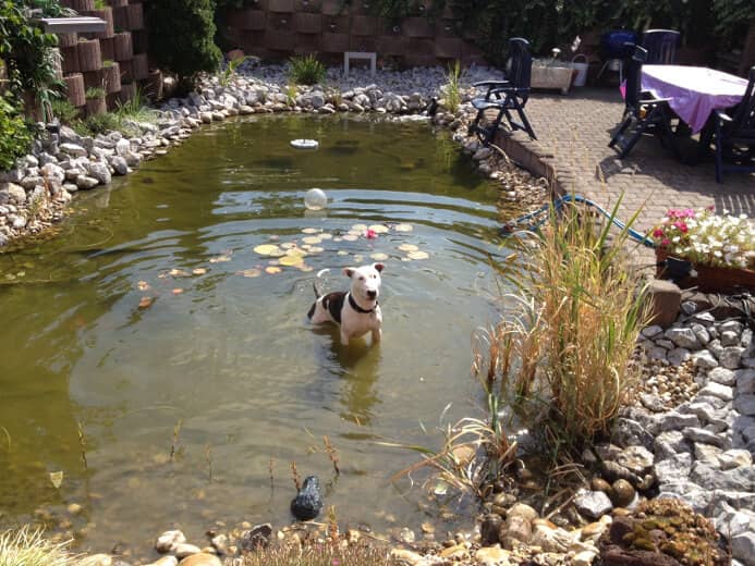 Hund steht im Teich auf dem Gelände