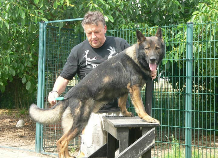 Übung mit einem Hund auf dem Gelände