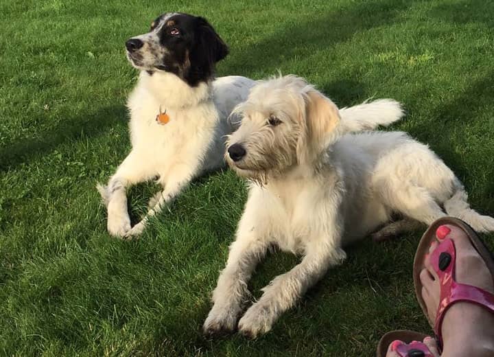 Zwei Hunde toben auf der Wiese