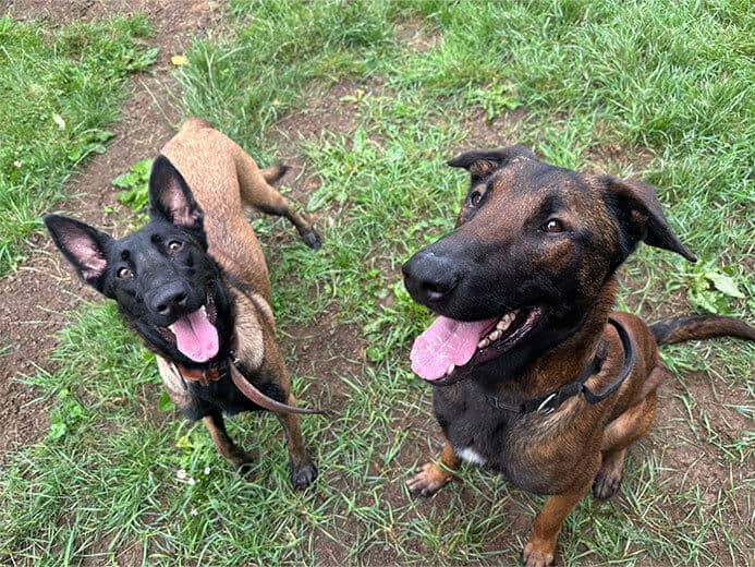 Zwei Schäferhunde beim Spielen