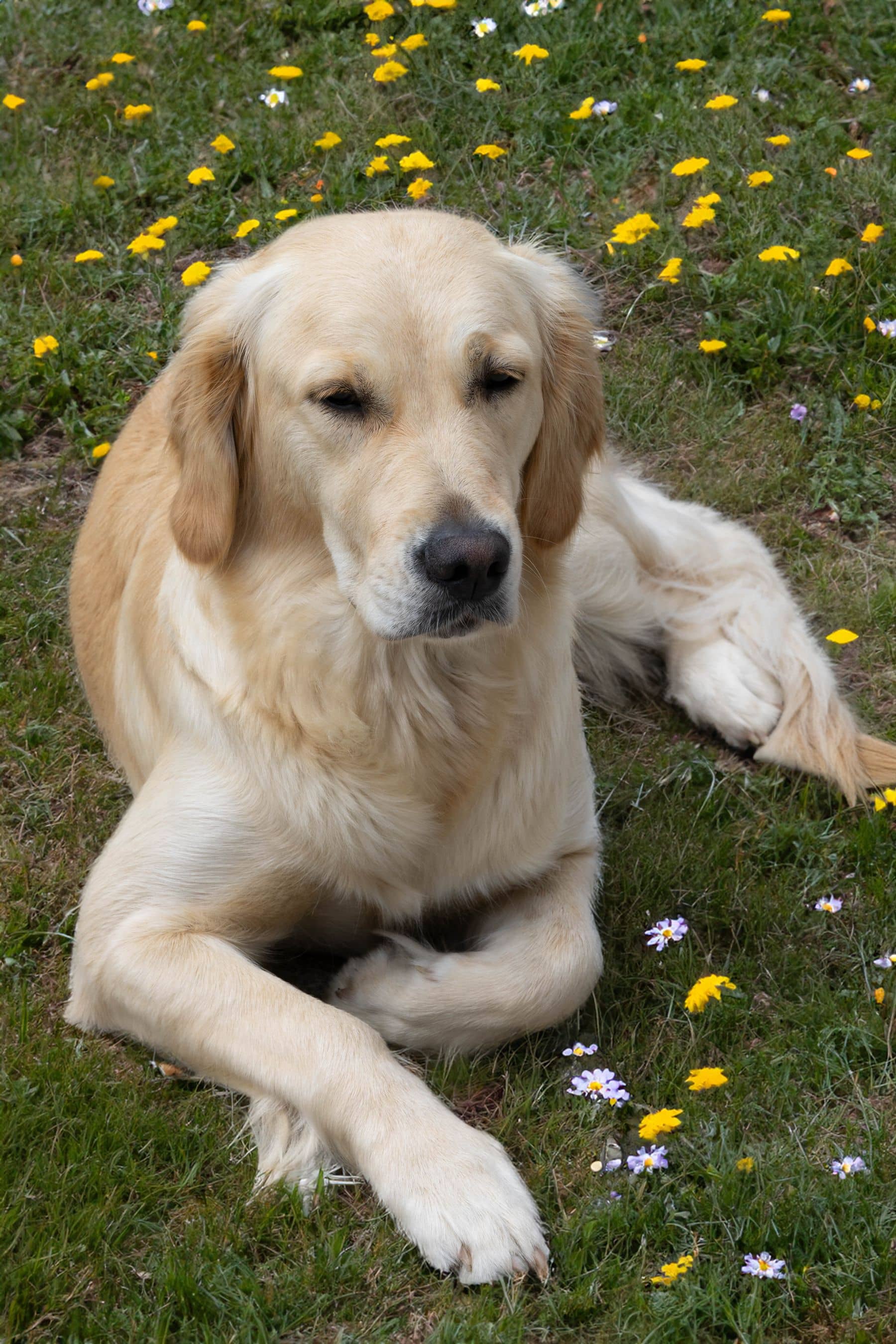 Hund ruht entspannt in einer Blumenwiese