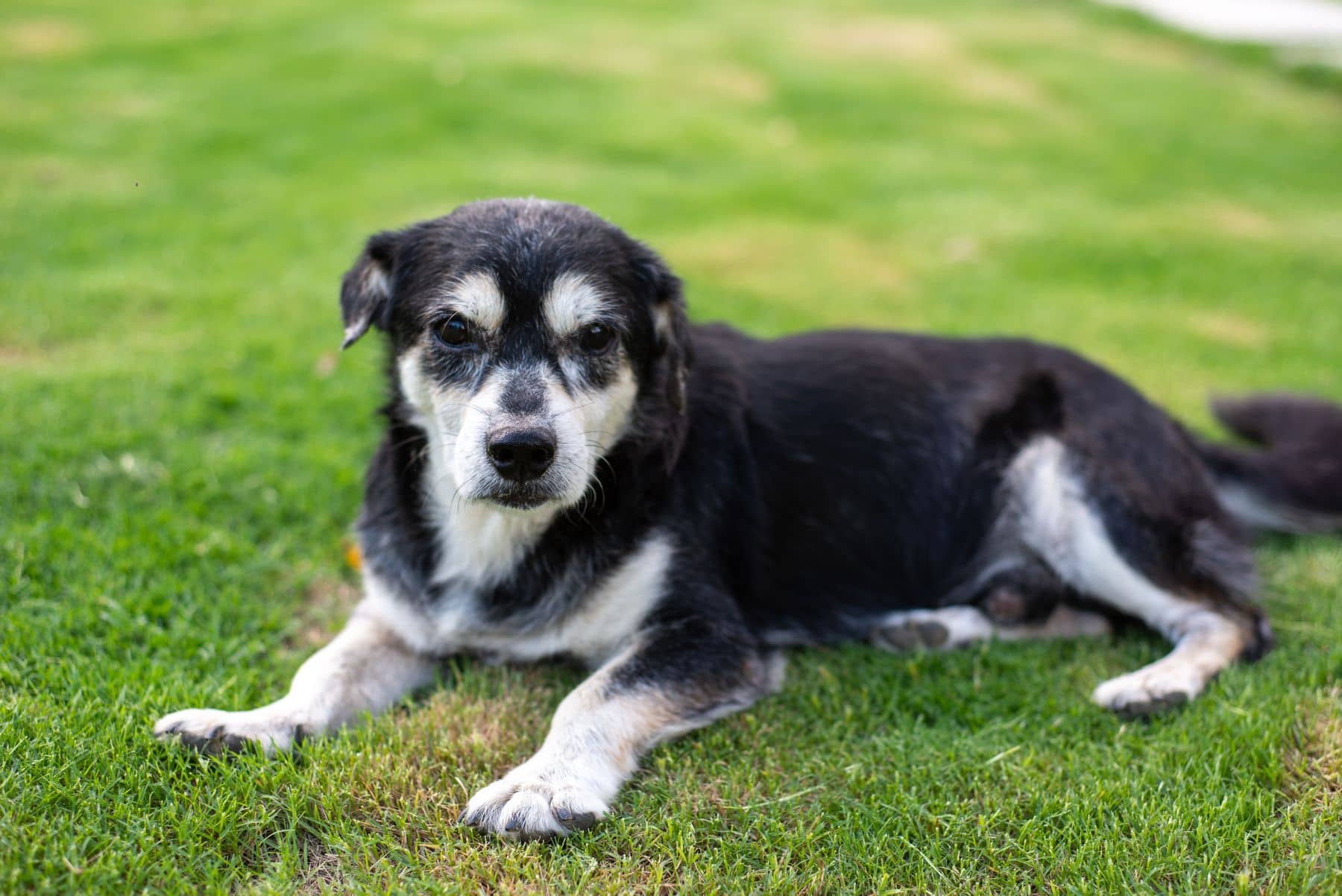 Älterer Hund liegt entspannt auf einer Rasenfläche