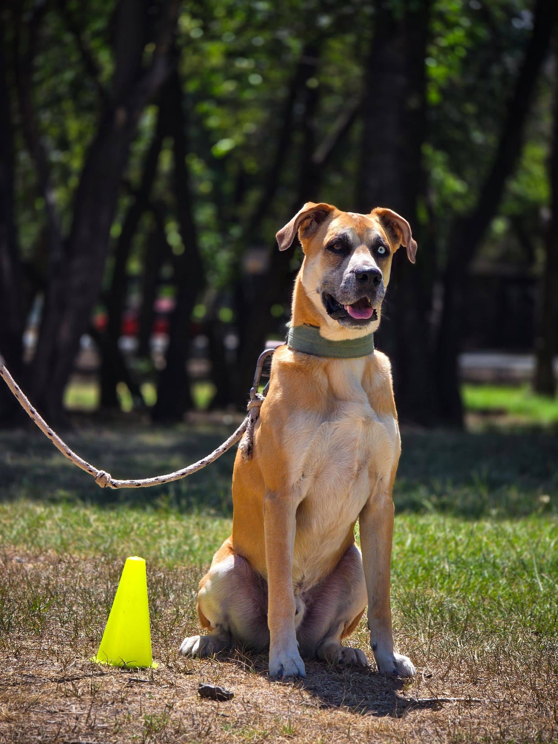 Aufmerksamer Hund sitzt ruhig im Schatten unter Bäumen