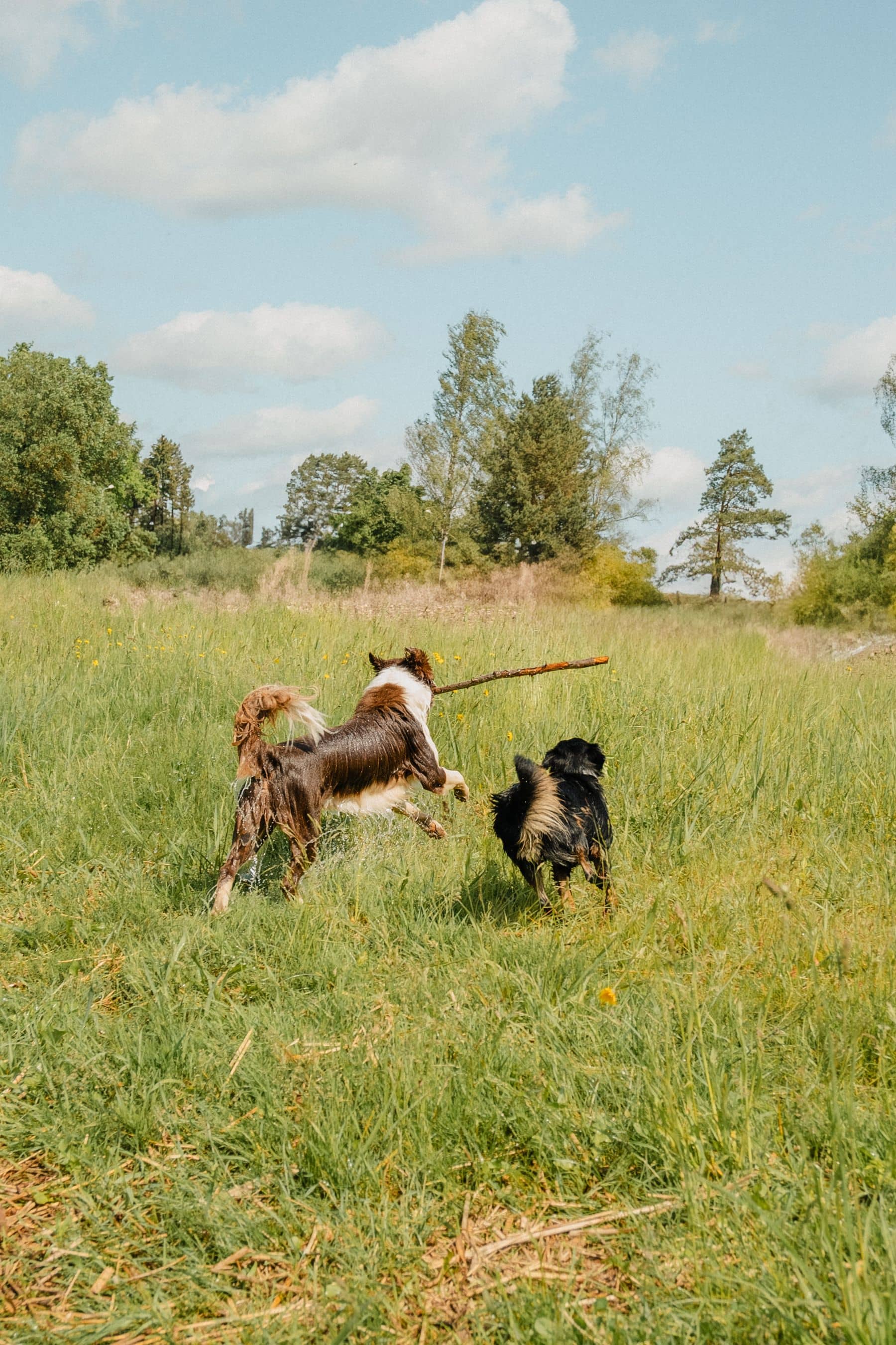 Zwei Hunde spielen mit einem Stock auf der Wiese