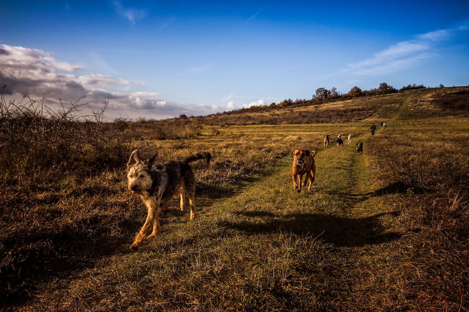Hunde laufen frei über eine weite Wiesenlandschaft